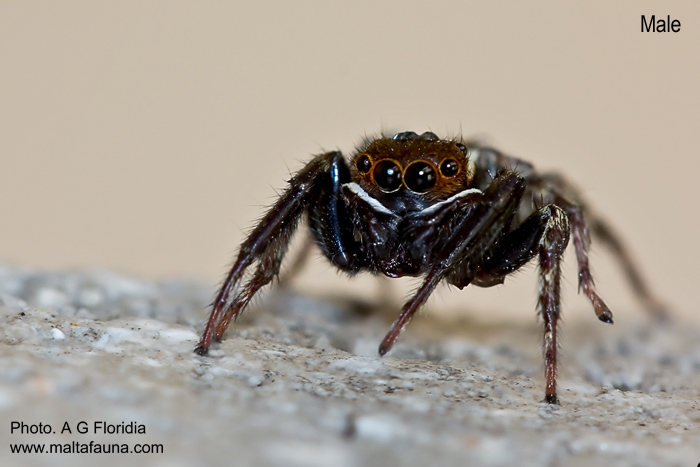 Hasarius adansoni (Adanson's Jumping Spider). This page is part of www.MaltaWildPlants.com website by Stephen Mifsud, Malta