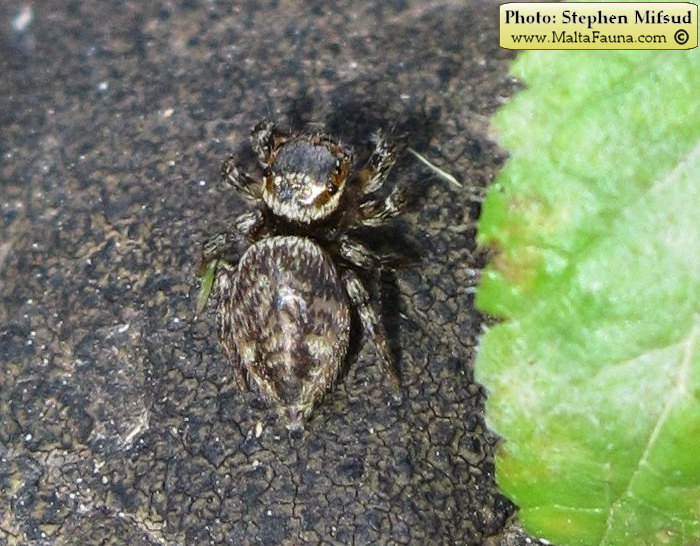 Hasarius adansoni (Adanson's Jumping Spider). This page is part of www.MaltaWildPlants.com website by Stephen Mifsud, Malta