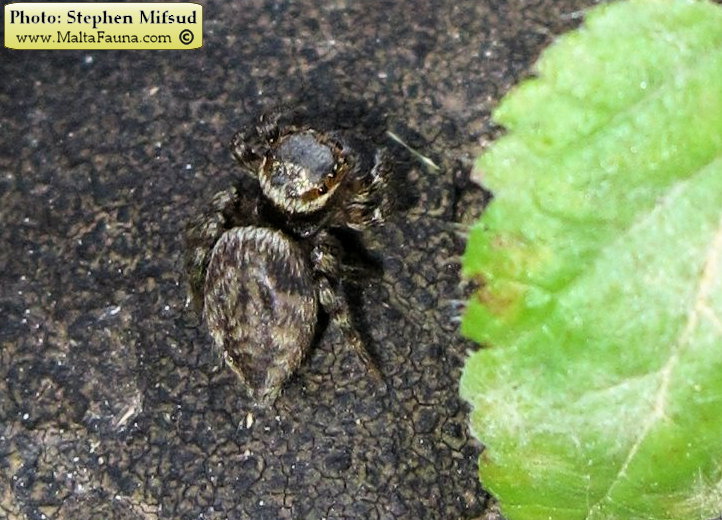 Hasarius adansoni (Adanson's Jumping Spider). This page is part of www.MaltaWildPlants.com website by Stephen Mifsud, Malta