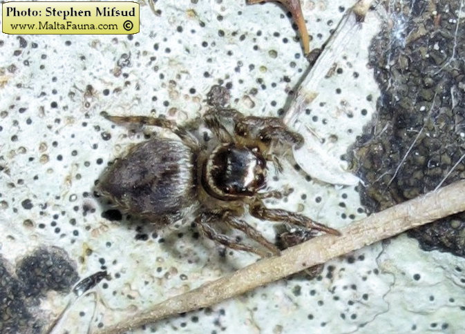 Hasarius adansoni (Adanson's Jumping Spider). This page is part of www.MaltaWildPlants.com website by Stephen Mifsud, Malta