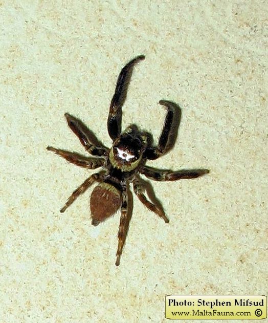 Hasarius adansoni (Adanson's Jumping Spider). This page is part of www.MaltaWildPlants.com website by Stephen Mifsud, Malta