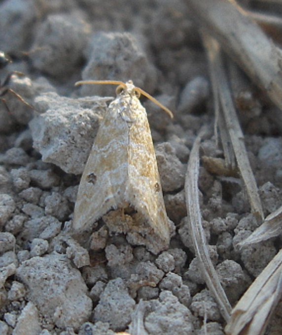 Hellula undalis (Old World Webworm ). This page is part of www.MaltaWildPlants.com website by Stephen Mifsud, Malta