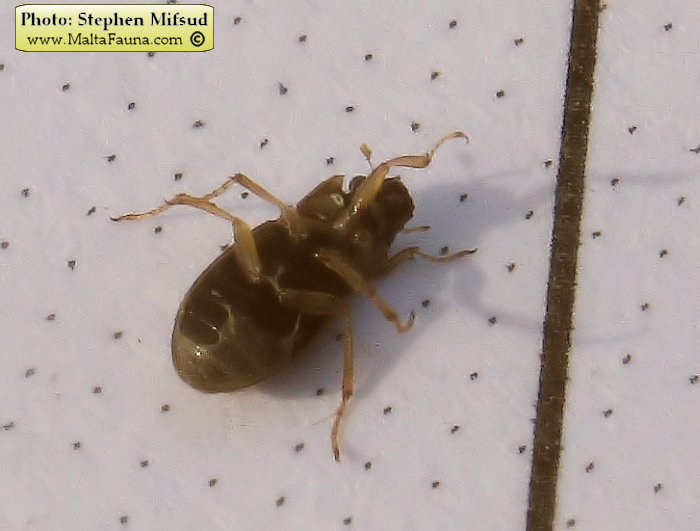 Helophorus sp1 (). This page is part of www.MaltaWildPlants.com website by Stephen Mifsud, Malta