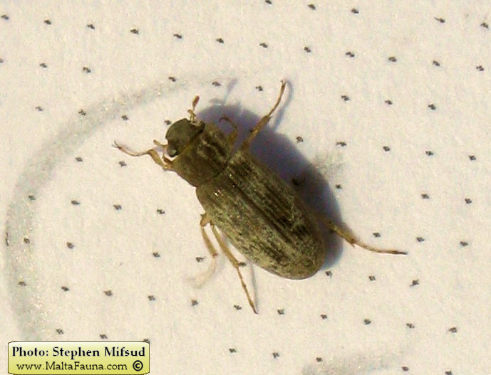 Helophorus sp1 (). This page is part of www.MaltaWildPlants.com website by Stephen Mifsud, Malta