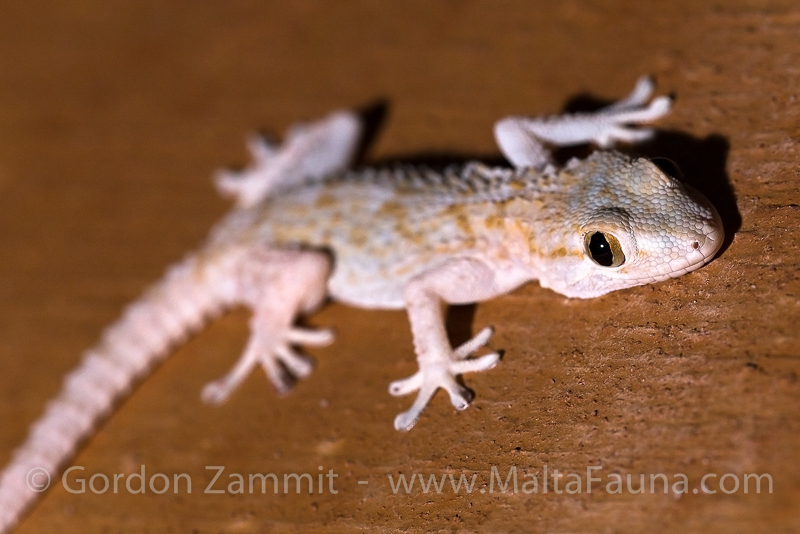 Hemidactylus turcicus (Mediterranean house gecko). This page is part of www.MaltaWildPlants.com website by Stephen Mifsud, Malta
