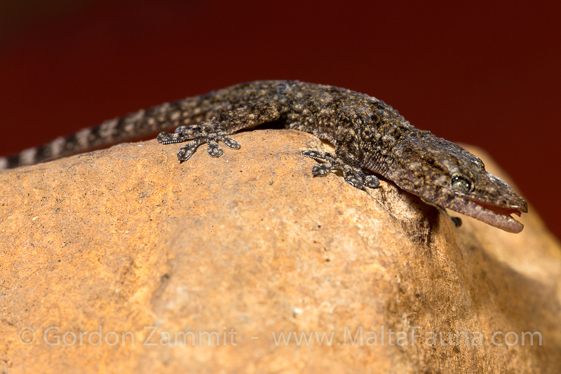 Hemidactylus turcicus (Mediterranean house gecko). This page is part of www.MaltaWildPlants.com website by Stephen Mifsud, Malta