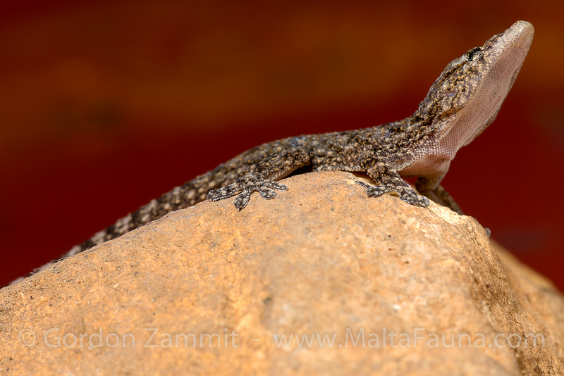 Hemidactylus turcicus (Mediterranean house gecko). This page is part of www.MaltaWildPlants.com website by Stephen Mifsud, Malta