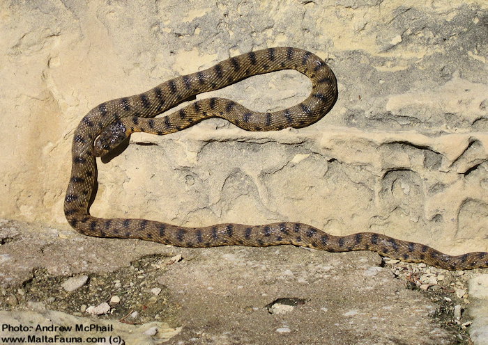 Hemorrhois algirus (Algerian Whip Snake). This page is part of www.MaltaWildPlants.com website by Stephen Mifsud, Malta