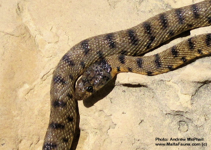 Hemorrhois algirus (Algerian Whip Snake). This page is part of www.MaltaWildPlants.com website by Stephen Mifsud, Malta