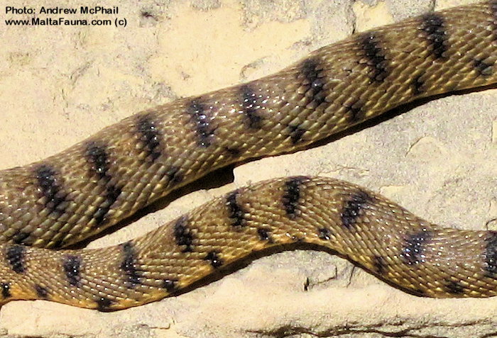 Hemorrhois algirus (Algerian Whip Snake). This page is part of www.MaltaWildPlants.com website by Stephen Mifsud, Malta
