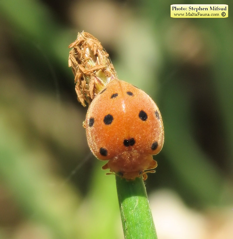 Henosepilachna elaterii (Melon ladybird). This page is part of www.MaltaWildPlants.com website by Stephen Mifsud, Malta