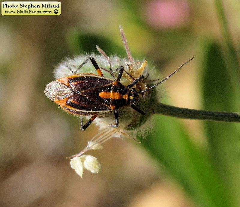 Horistus orientalis (Asphodel Bug). This page is part of www.MaltaWildPlants.com website by Stephen Mifsud, Malta