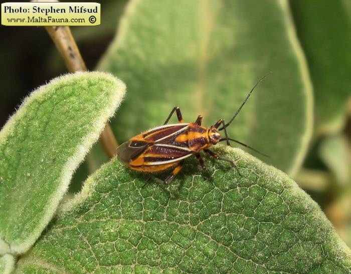 Horistus orientalis (Asphodel Bug). This page is part of www.MaltaWildPlants.com website by Stephen Mifsud, Malta