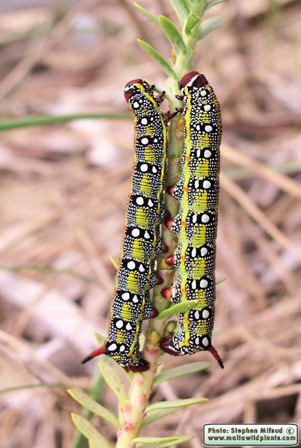 Hyles sammuti (Maltese Spurge Hawkmoth). This page is part of www.MaltaWildPlants.com website by Stephen Mifsud, Malta
