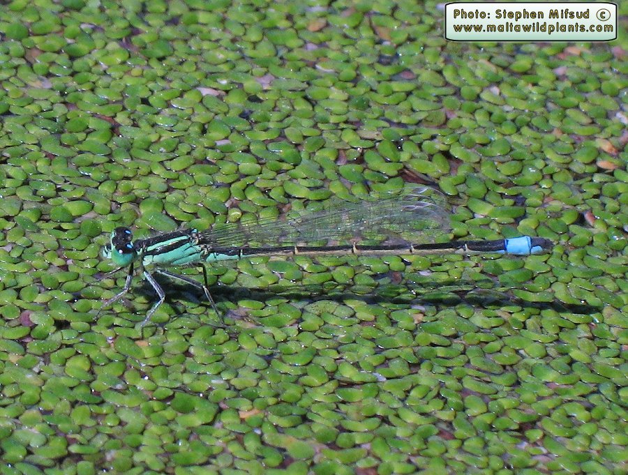 Ischnura genei (Island Bluetail Damselfly). This page is part of www.MaltaWildPlants.com website by Stephen Mifsud, Malta