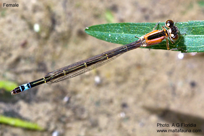 Ischnura genei (Island Bluetail Damselfly). This page is part of www.MaltaWildPlants.com website by Stephen Mifsud, Malta
