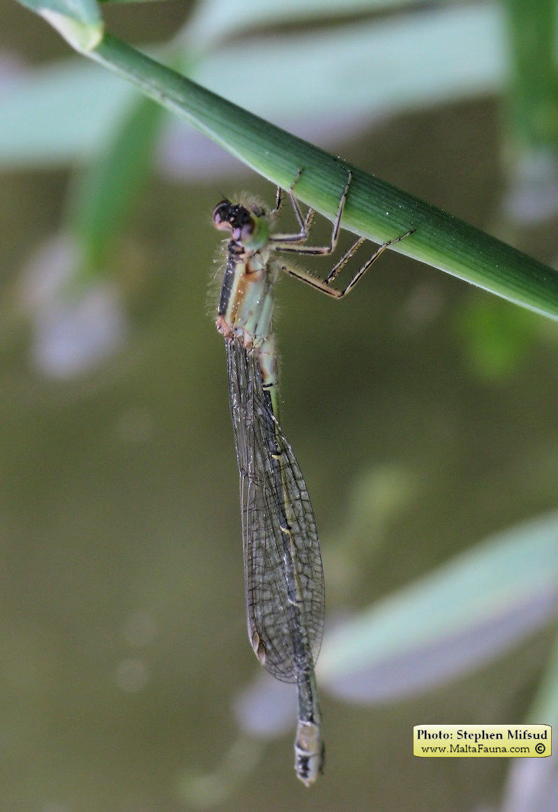Ischnura genei (Island Bluetail Damselfly). This page is part of www.MaltaWildPlants.com website by Stephen Mifsud, Malta