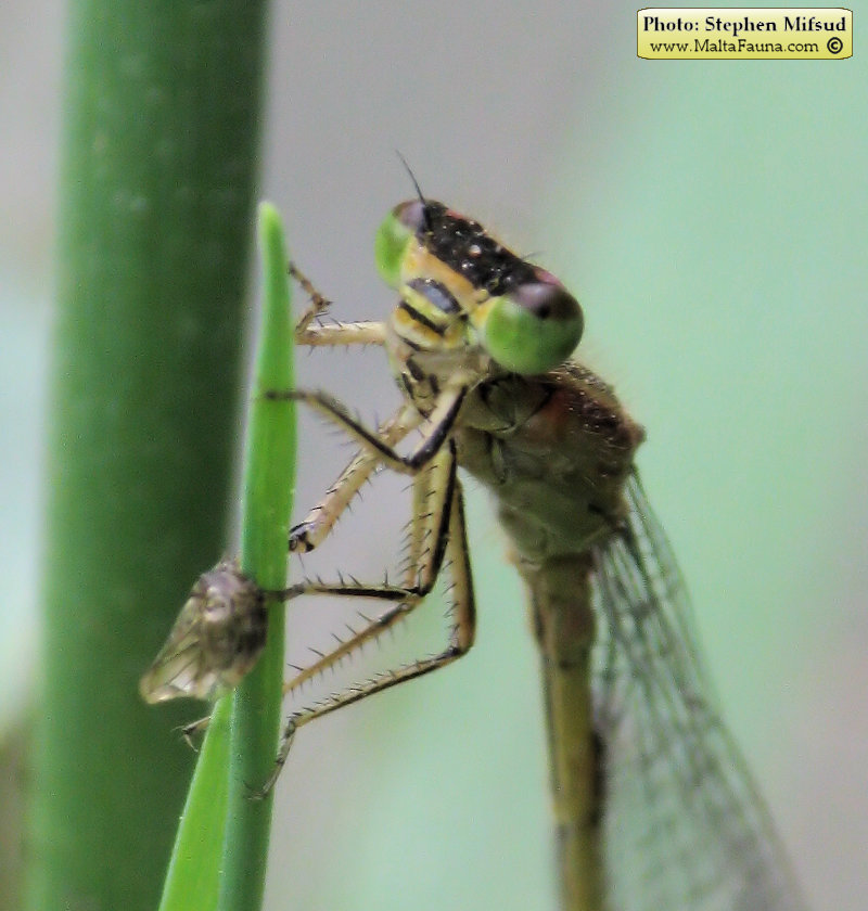 Ischnura genei (Island Bluetail Damselfly). This page is part of www.MaltaWildPlants.com website by Stephen Mifsud, Malta