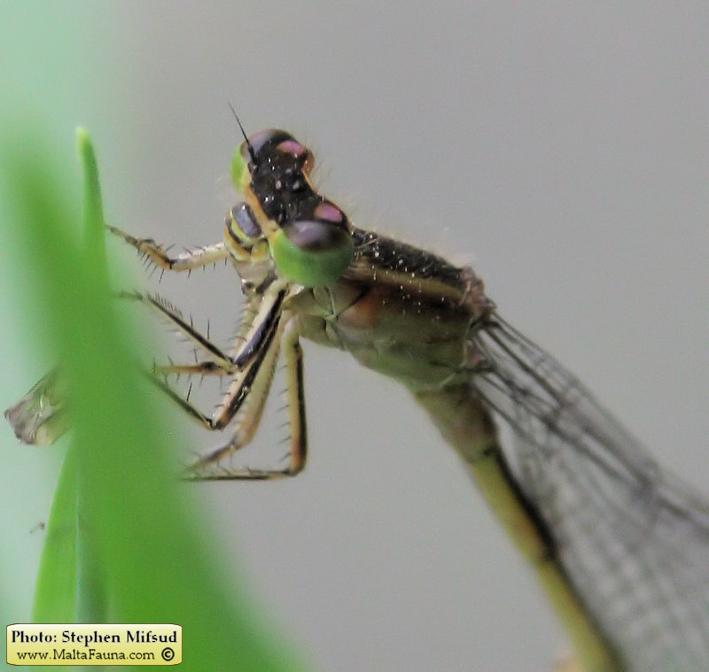 Ischnura genei (Island Bluetail Damselfly). This page is part of www.MaltaWildPlants.com website by Stephen Mifsud, Malta