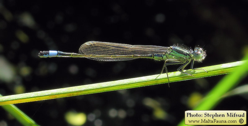 Ischnura genei (Island Bluetail Damselfly). This page is part of www.MaltaWildPlants.com website by Stephen Mifsud, Malta