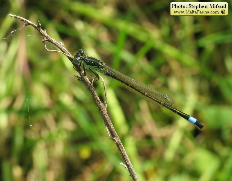 Ischnura genei (Island Bluetail Damselfly). This page is part of www.MaltaWildPlants.com website by Stephen Mifsud, Malta