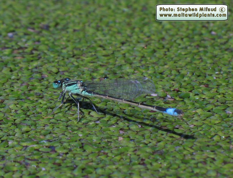 Ischnura genei (Island Bluetail Damselfly). This page is part of www.MaltaWildPlants.com website by Stephen Mifsud, Malta