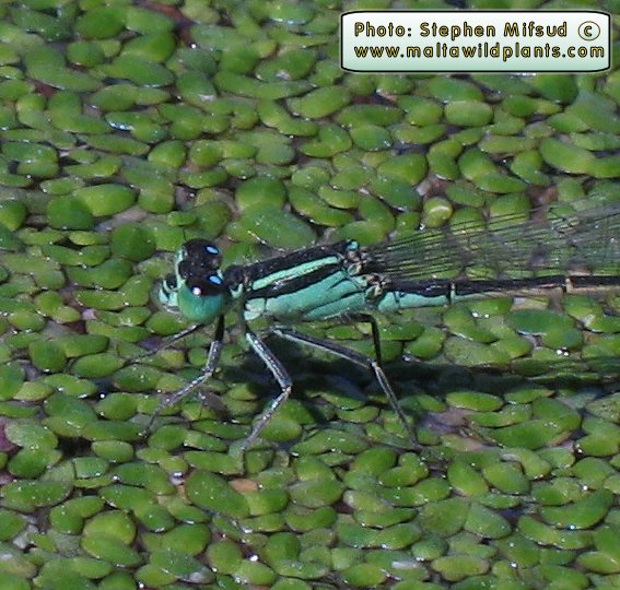 Ischnura genei (Island Bluetail Damselfly). This page is part of www.MaltaWildPlants.com website by Stephen Mifsud, Malta