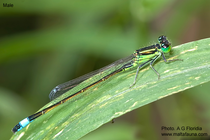 Ischnura genei (Island Bluetail Damselfly). This page is part of www.MaltaWildPlants.com website by Stephen Mifsud, Malta