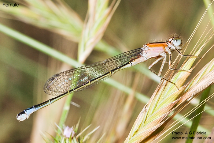 Ischnura genei (Island Bluetail Damselfly). This page is part of www.MaltaWildPlants.com website by Stephen Mifsud, Malta