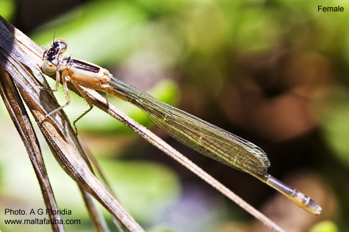Ischnura genei (Island Bluetail Damselfly). This page is part of www.MaltaWildPlants.com website by Stephen Mifsud, Malta