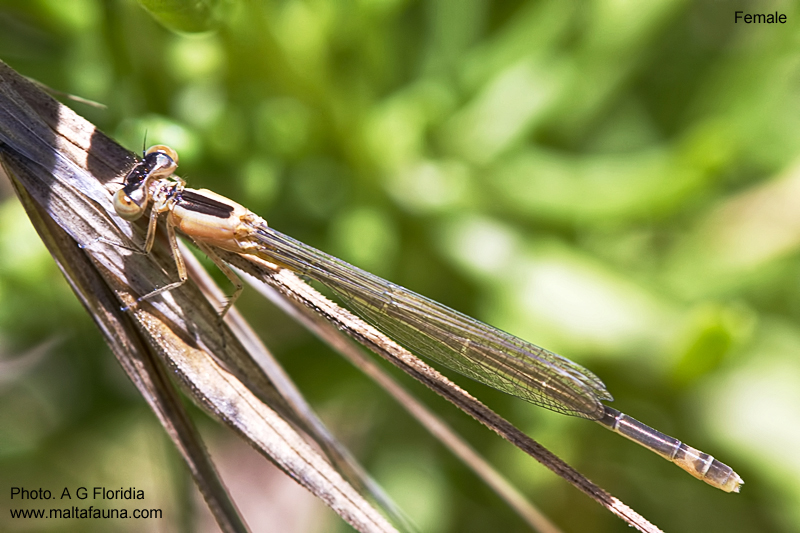 Ischnura genei (Island Bluetail Damselfly). This page is part of www.MaltaWildPlants.com website by Stephen Mifsud, Malta