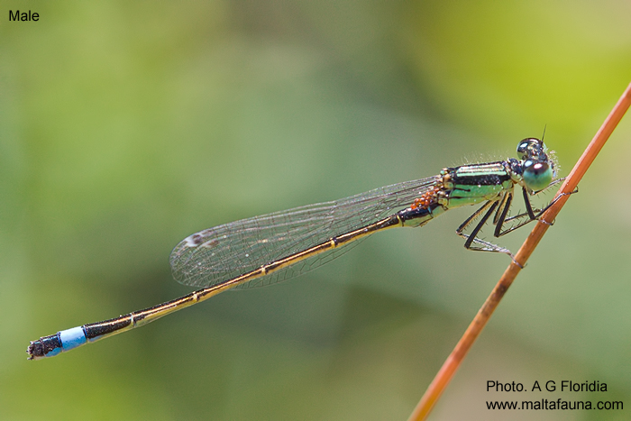 Ischnura genei (Island Bluetail Damselfly). This page is part of www.MaltaWildPlants.com website by Stephen Mifsud, Malta