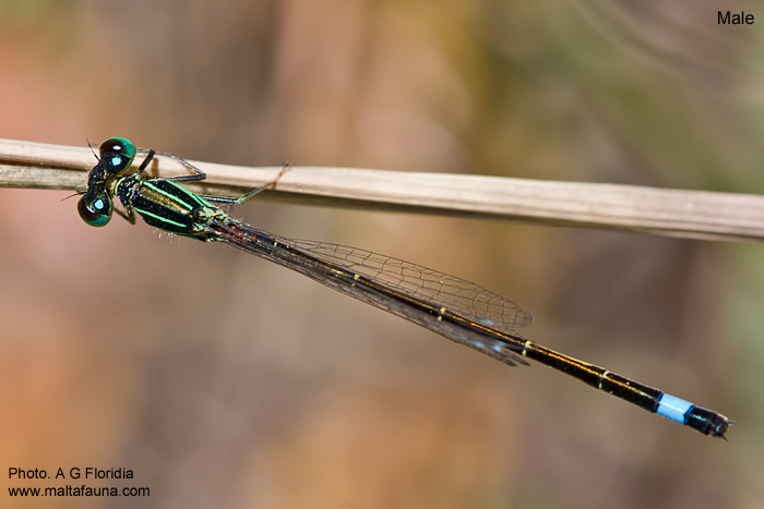 Ischnura genei (Island Bluetail Damselfly). This page is part of www.MaltaWildPlants.com website by Stephen Mifsud, Malta