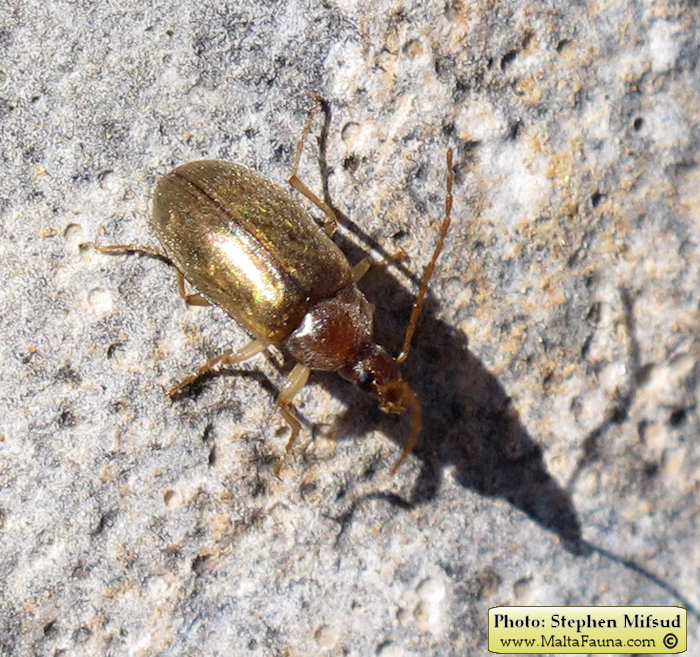 Isomira sp1 (Comb-clawed beetle ). This page is part of www.MaltaWildPlants.com website by Stephen Mifsud, Malta