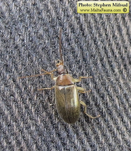 Isomira sp1 (Comb-clawed beetle ). This page is part of www.MaltaWildPlants.com website by Stephen Mifsud, Malta
