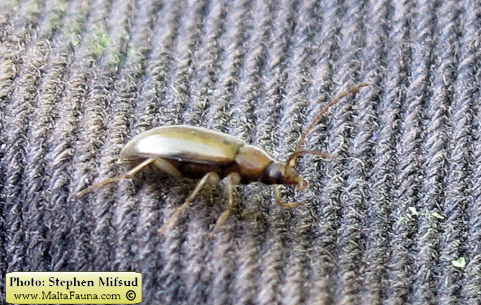 Isomira sp1 (Comb-clawed beetle ). This page is part of www.MaltaWildPlants.com website by Stephen Mifsud, Malta