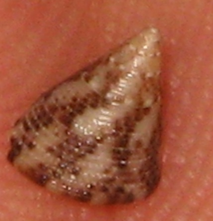 Jujubinus striatus (Grooved Jujubinus). This page is part of www.MaltaWildPlants.com website by Stephen Mifsud, Malta