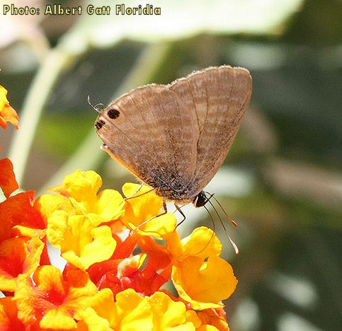 Lampides boeticus (Long Tailed Blue). This page is part of www.MaltaWildPlants.com website by Stephen Mifsud, Malta
