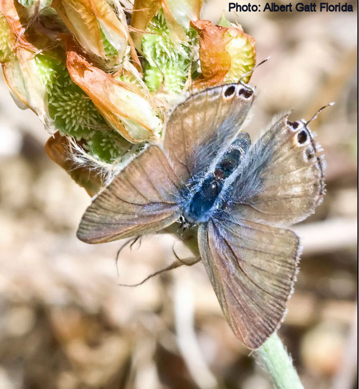 Lampides boeticus (Long Tailed Blue). This page is part of www.MaltaWildPlants.com website by Stephen Mifsud, Malta