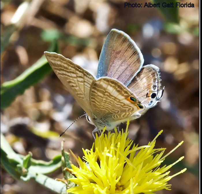 Lampides boeticus (Long Tailed Blue). This page is part of www.MaltaWildPlants.com website by Stephen Mifsud, Malta