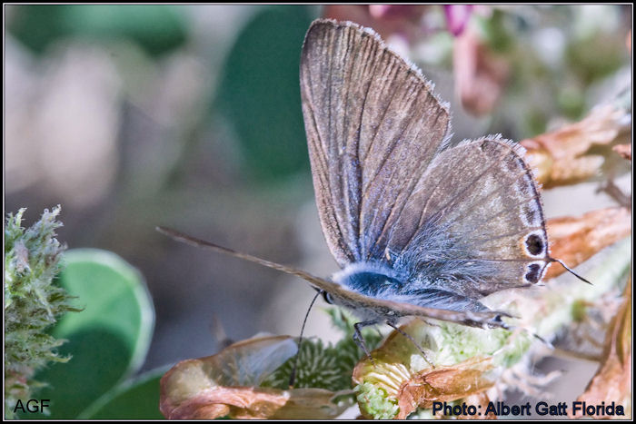 Lampides boeticus (Long Tailed Blue). This page is part of www.MaltaWildPlants.com website by Stephen Mifsud, Malta