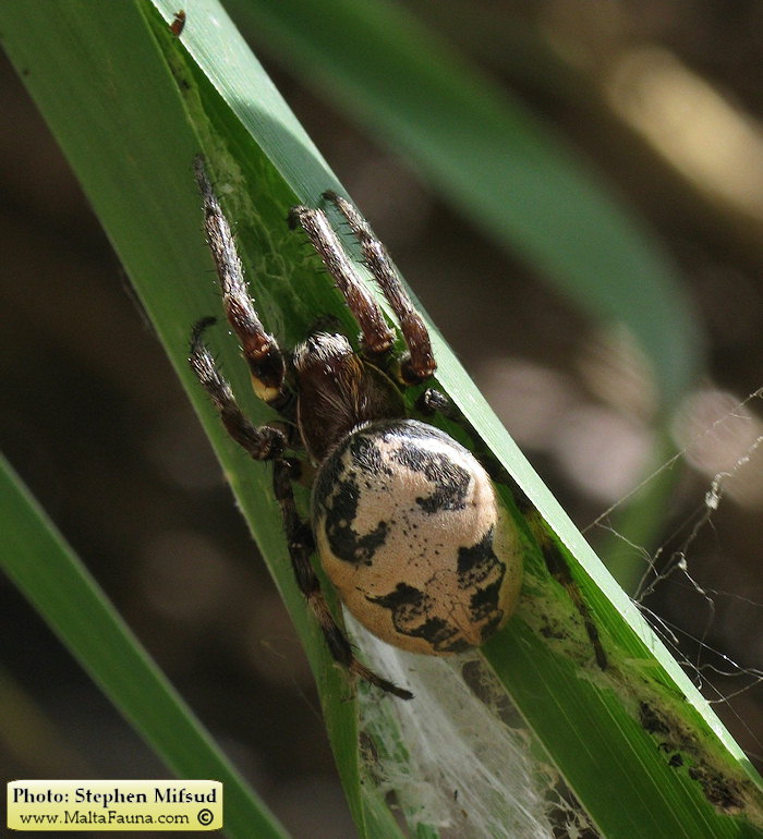Larinioides suspicax (Furrow Orb-Weaver). This page is part of www.MaltaWildPlants.com website by Stephen Mifsud, Malta