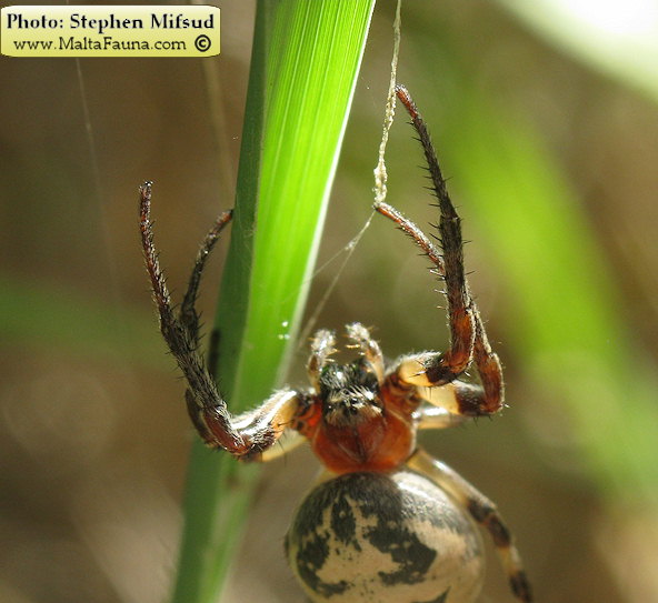 Larinioides suspicax (Furrow Orb-Weaver). This page is part of www.MaltaWildPlants.com website by Stephen Mifsud, Malta