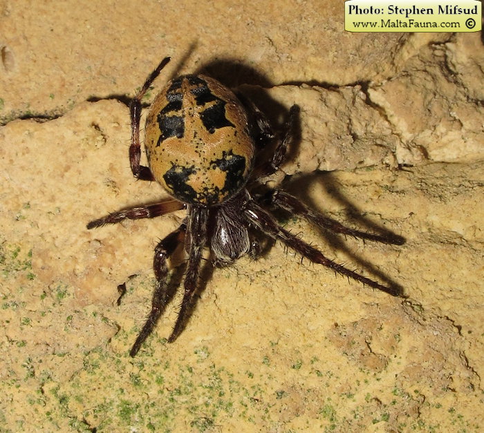 Larinioides suspicax (Furrow Orb-Weaver). This page is part of www.MaltaWildPlants.com website by Stephen Mifsud, Malta