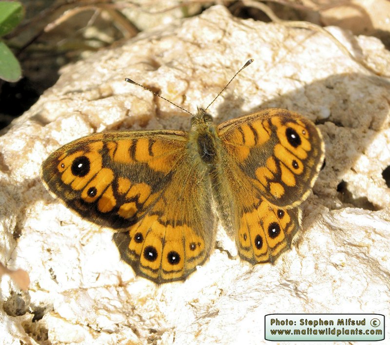 Lasiommata megera (Wall brown). This page is part of www.MaltaWildPlants.com website by Stephen Mifsud, Malta