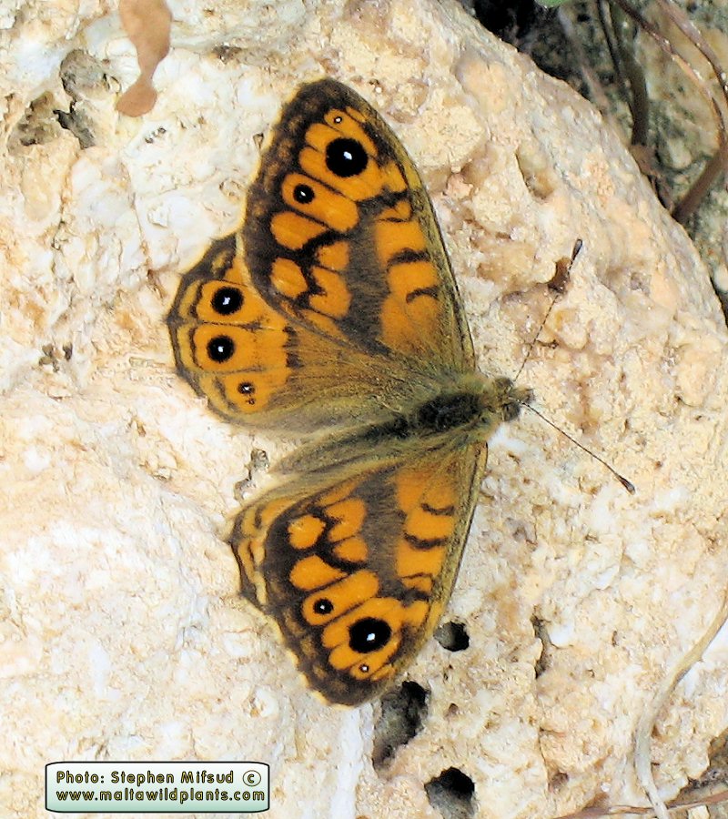 Lasiommata megera (Wall brown). This page is part of www.MaltaWildPlants.com website by Stephen Mifsud, Malta