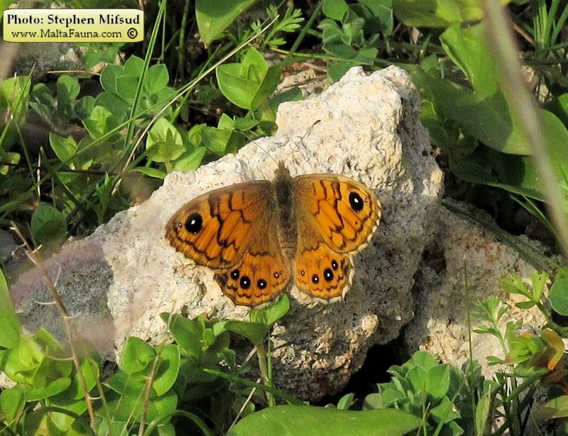Lasiommata megera (Wall brown). This page is part of www.MaltaWildPlants.com website by Stephen Mifsud, Malta