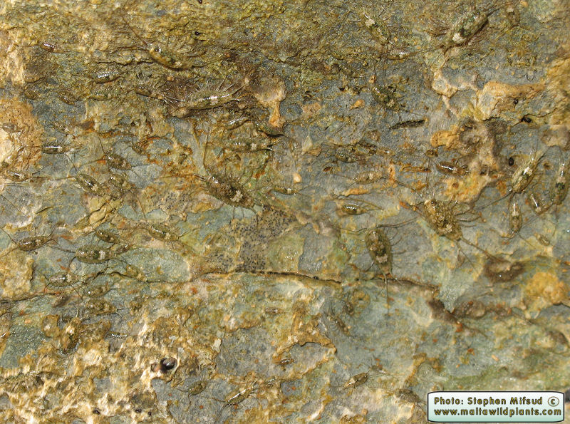 Ligia italica (Sea-Slater). This page is part of www.MaltaWildPlants.com website by Stephen Mifsud, Malta