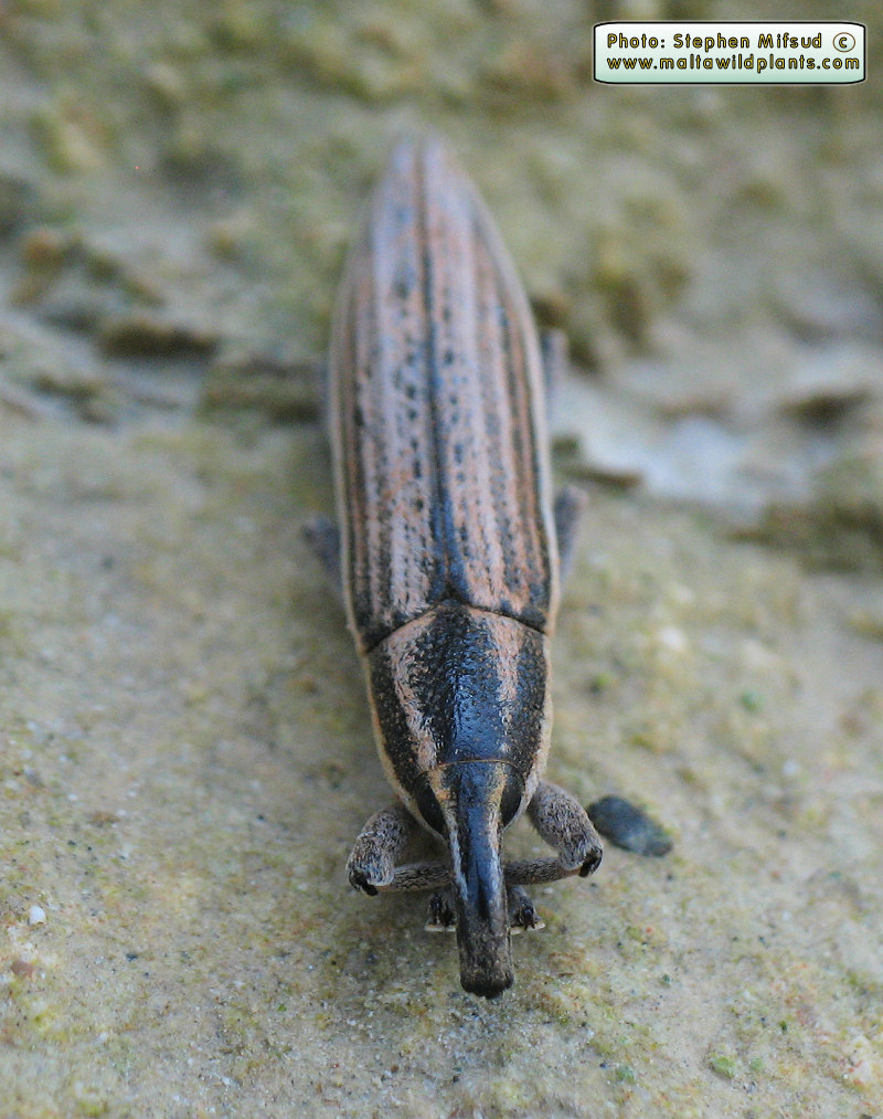Lixus anguinus (English name not known). This page is part of www.MaltaWildPlants.com website by Stephen Mifsud, Malta