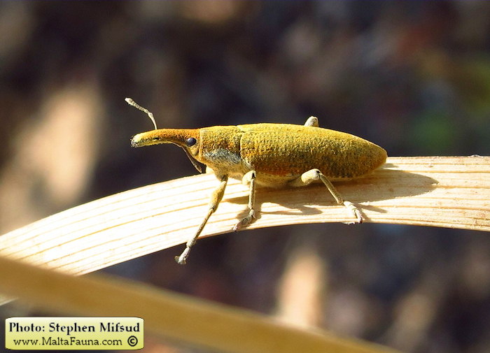 Lixus pulverulentus (Elongated Bean Weevil). This page is part of www.MaltaWildPlants.com website by Stephen Mifsud, Malta